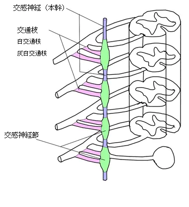 交感神経の解剖